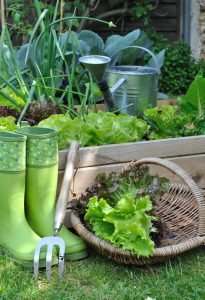 Potager - (c) coco/fotolia