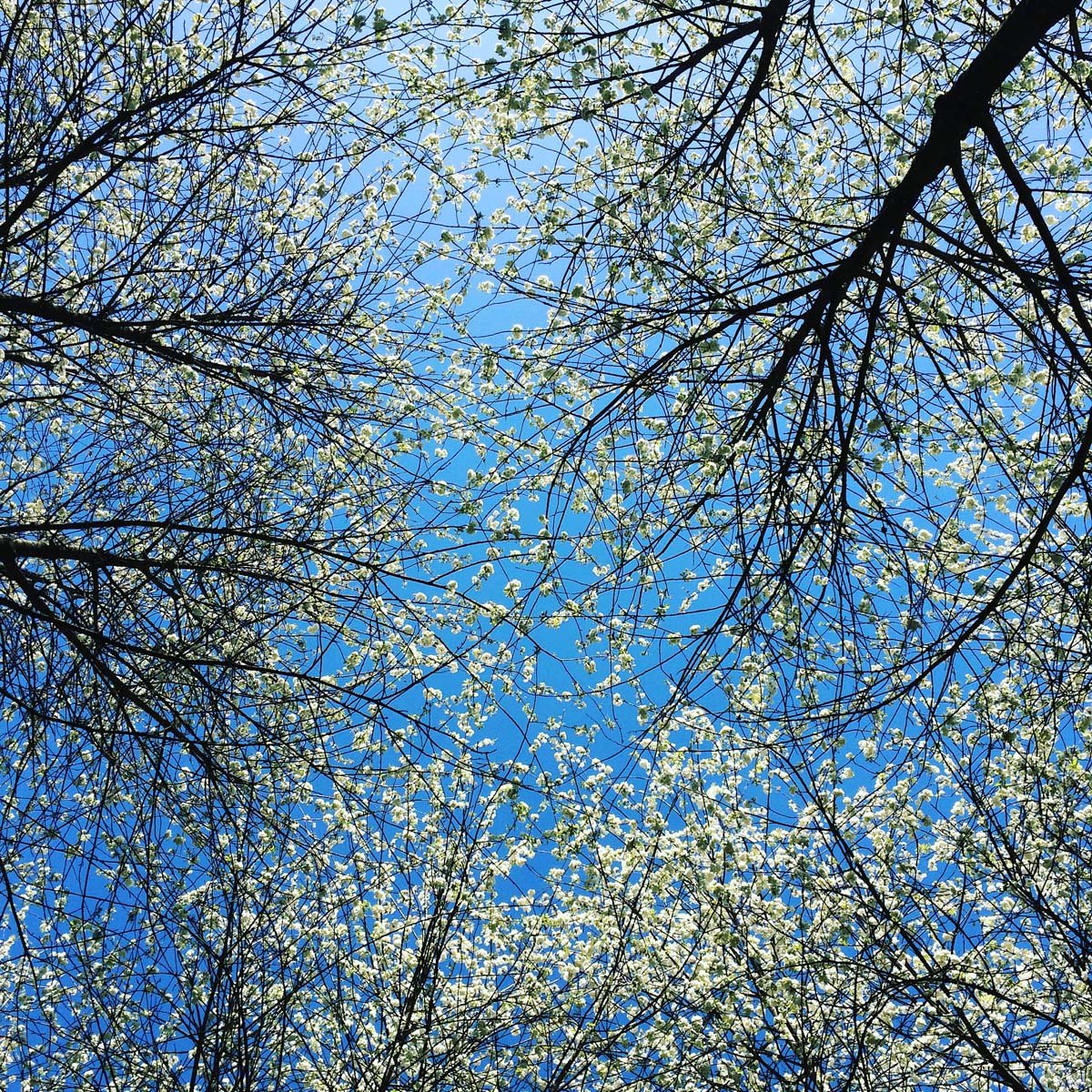Balade au Parc de sceaux : cerisiers blancs