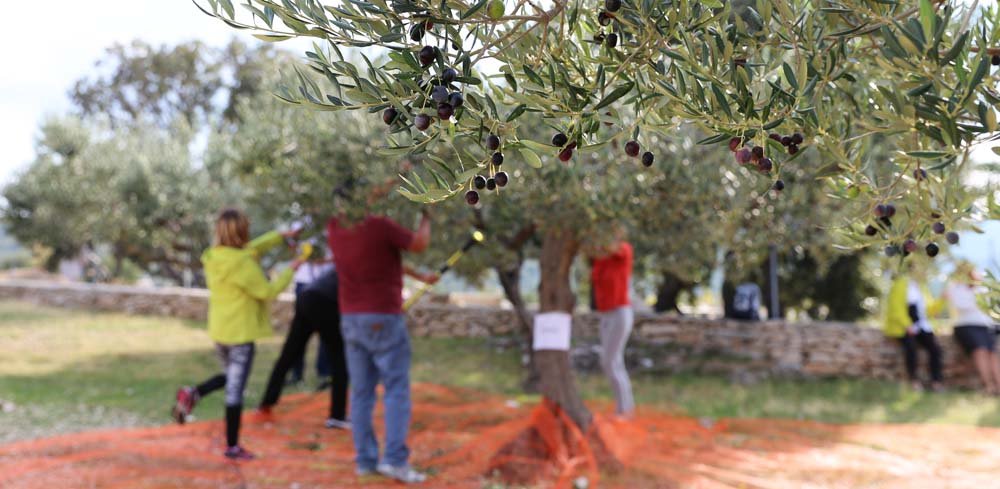La Recolte Des Olives Ou Olivades Biodelices