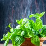 Menthe