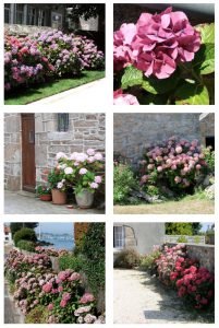 La Bretagne et les hortensias