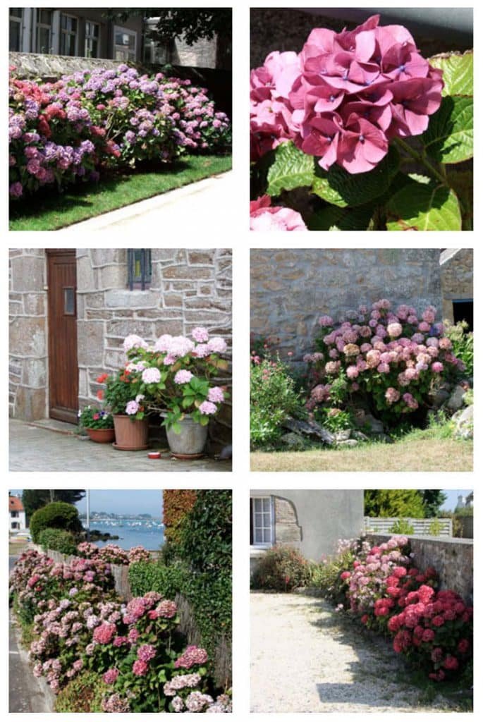 De beaux hortensias de Bretagne