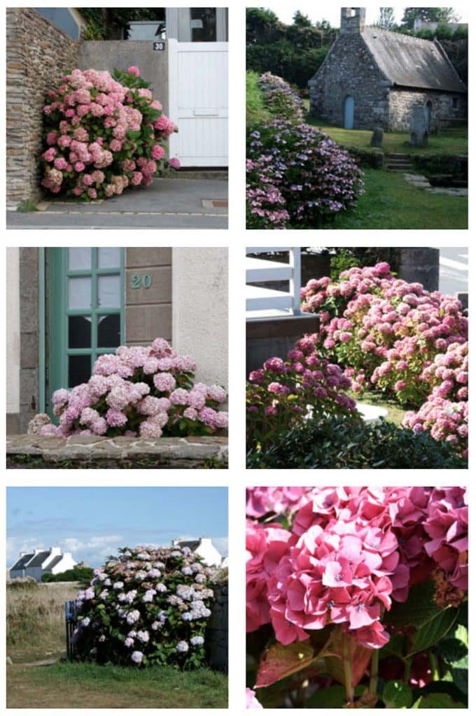 De beaux hortensias de Bretagne